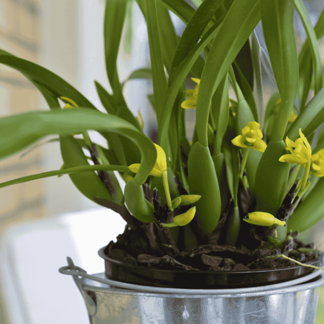 Maxillaria Variabilis