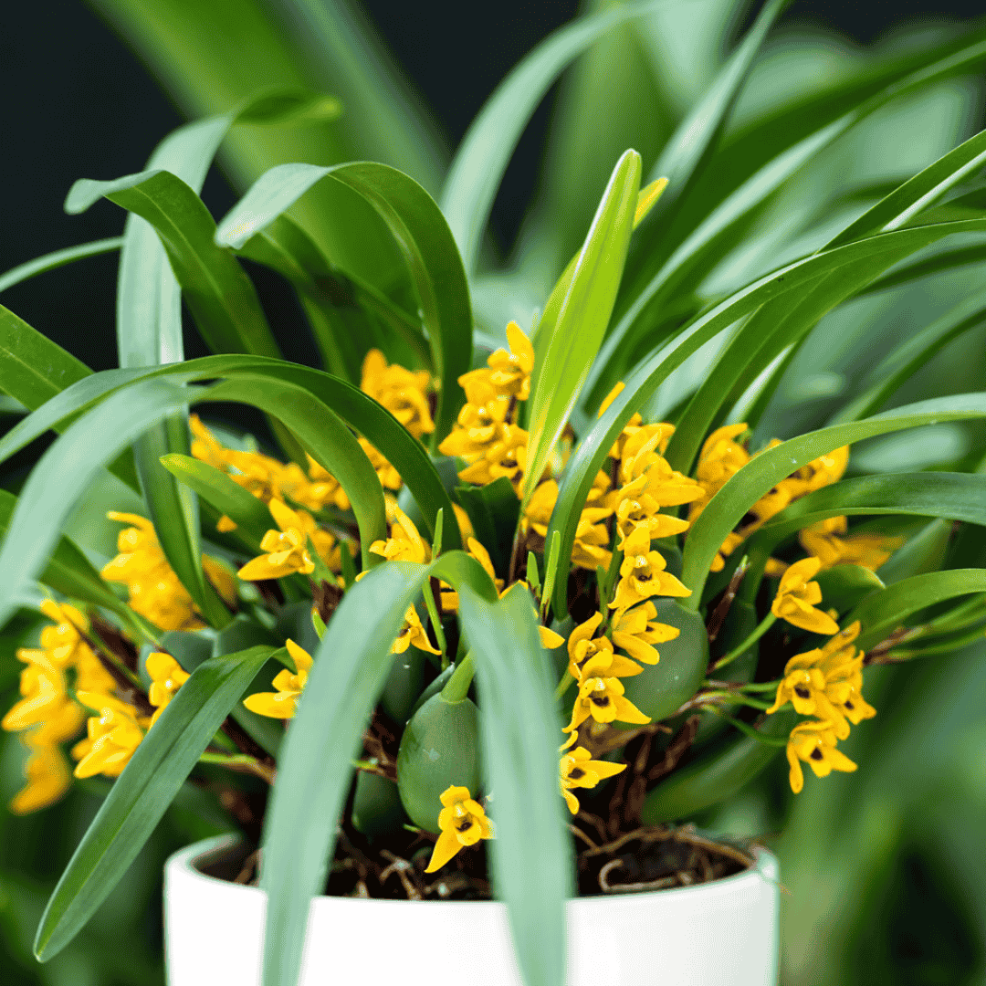 Maxillaria Variabilis