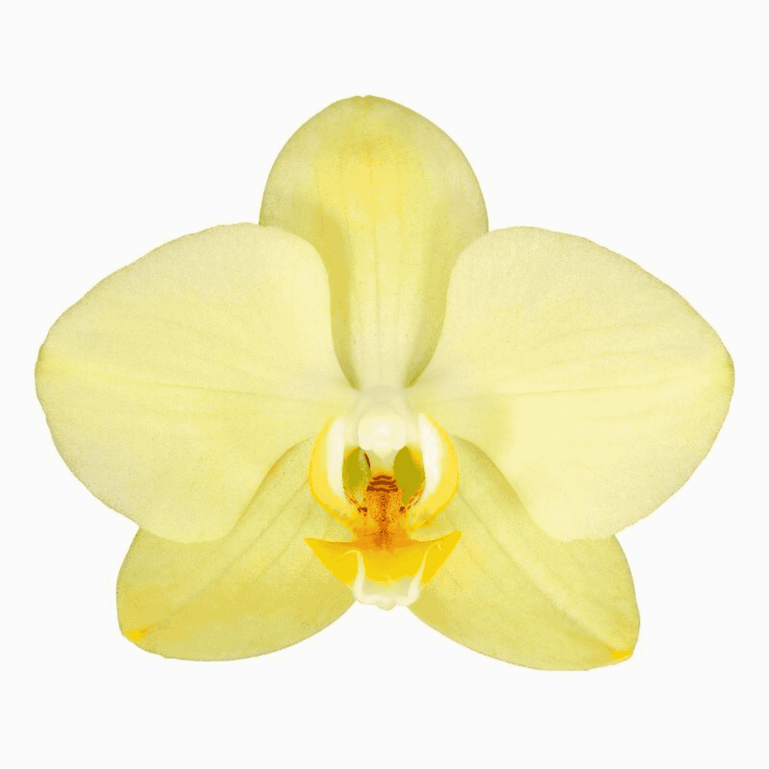 Phalaenopsis Milan Ø12