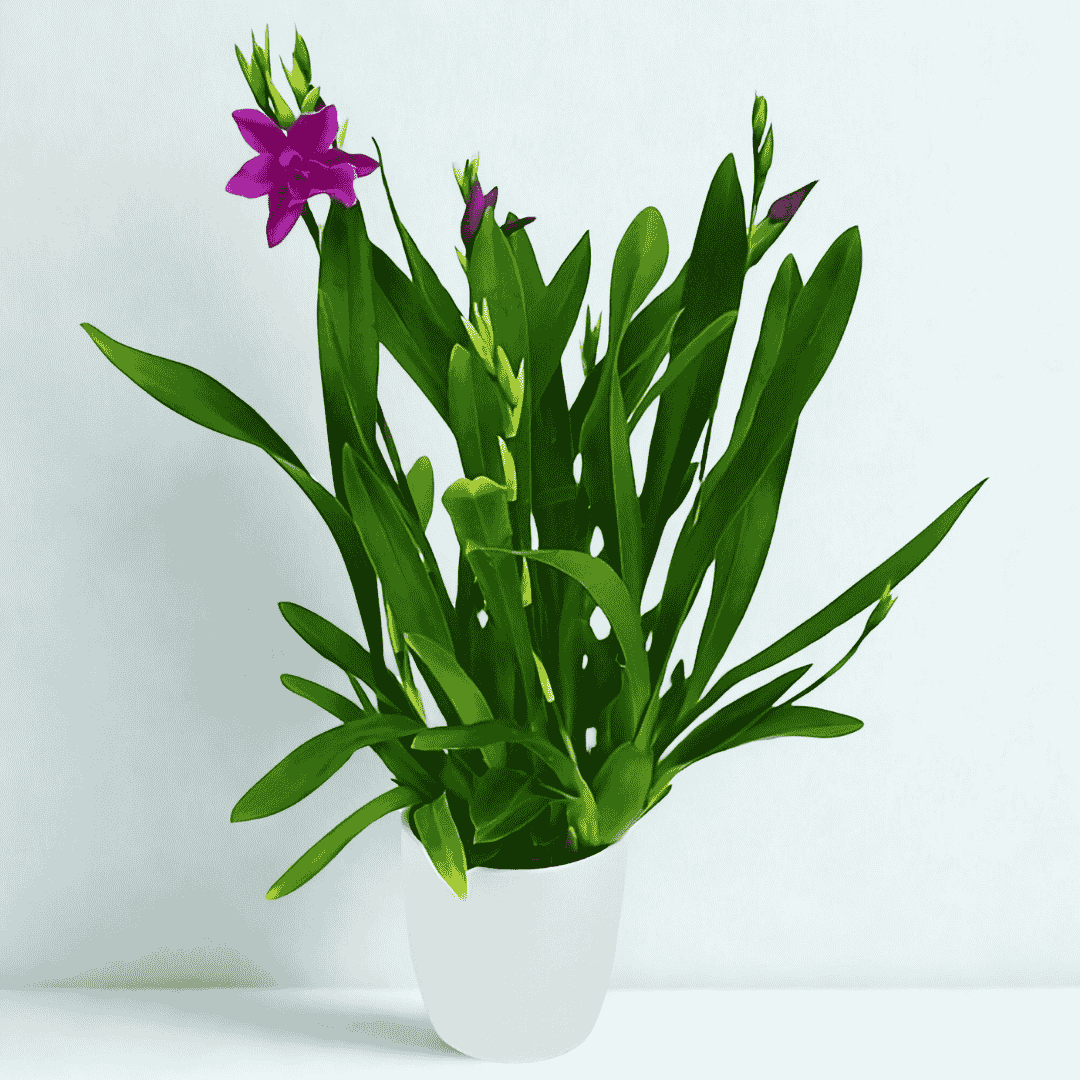 Miltonia Honolulu