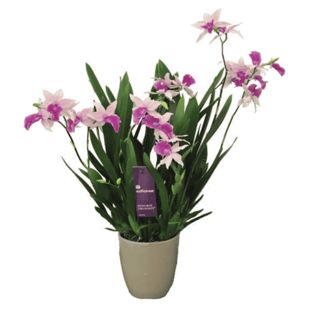 Miltonia Maui
