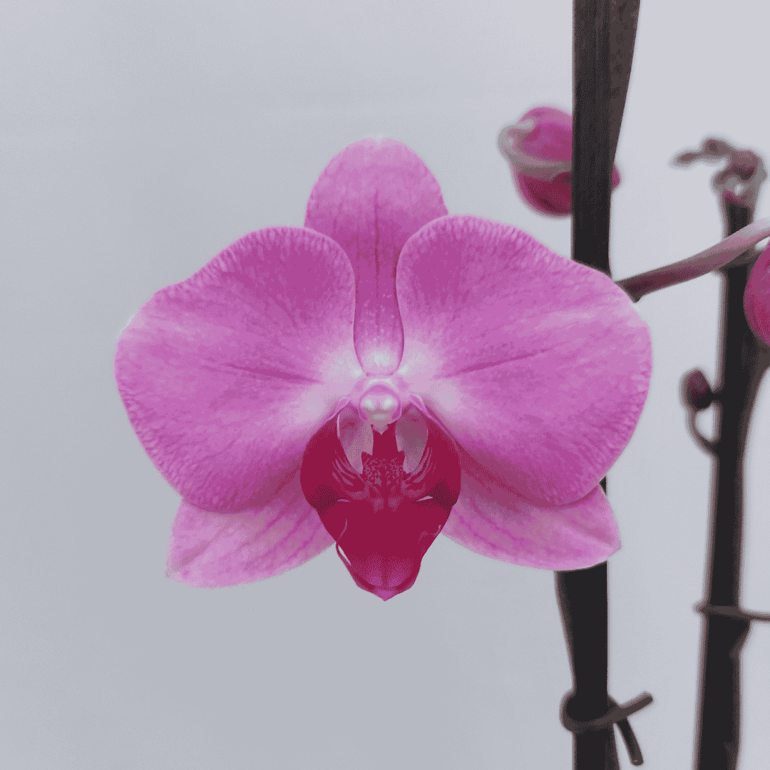 Phalaenopsis Minneapolis Ø12