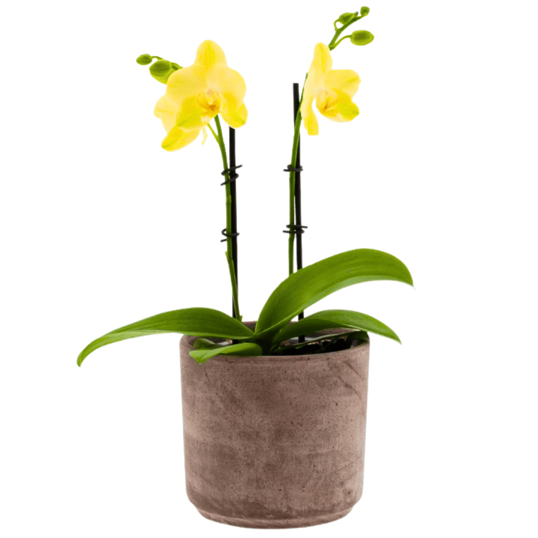 Phalaenopsis Mirage Ø12