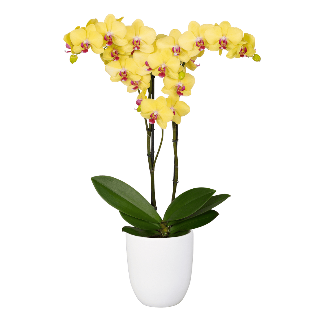 Phalaenopsis Giorgia Ø12