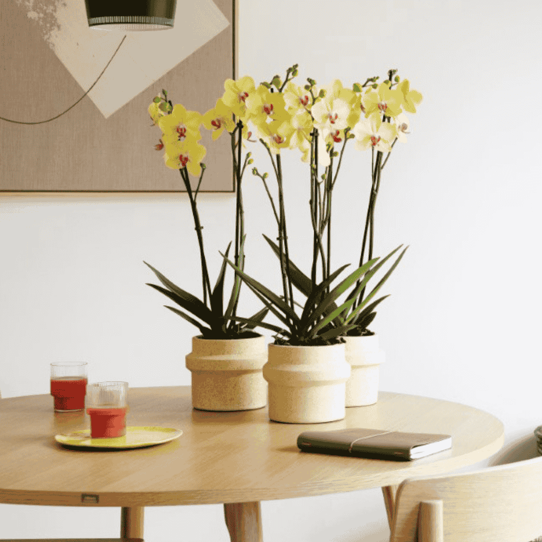 Phalaenopsis Giorgia Ø12