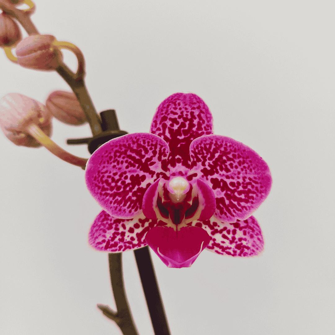 Phalaenopsis Monterry Ø9