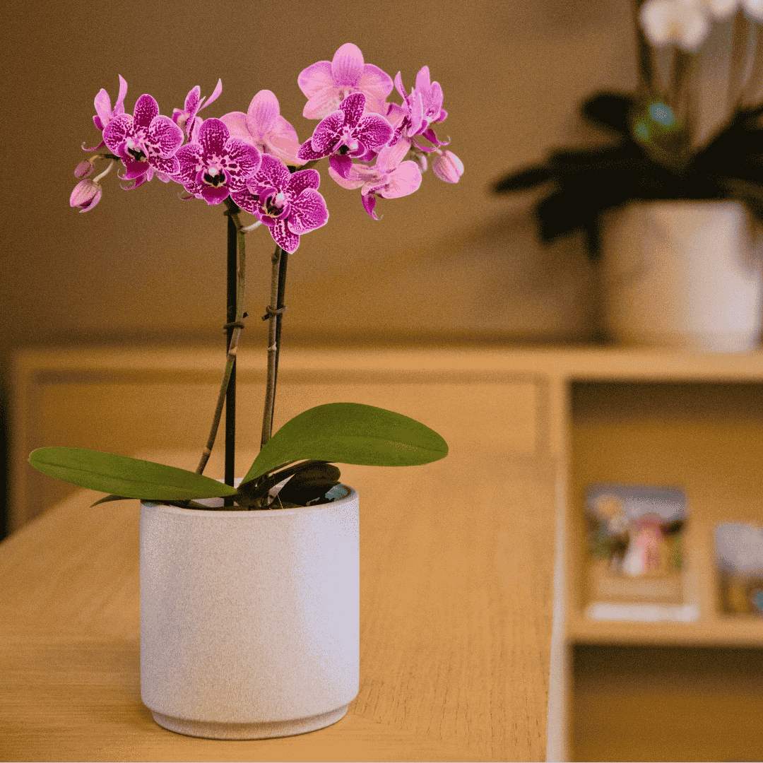 Phalaenopsis Monterry Ø9