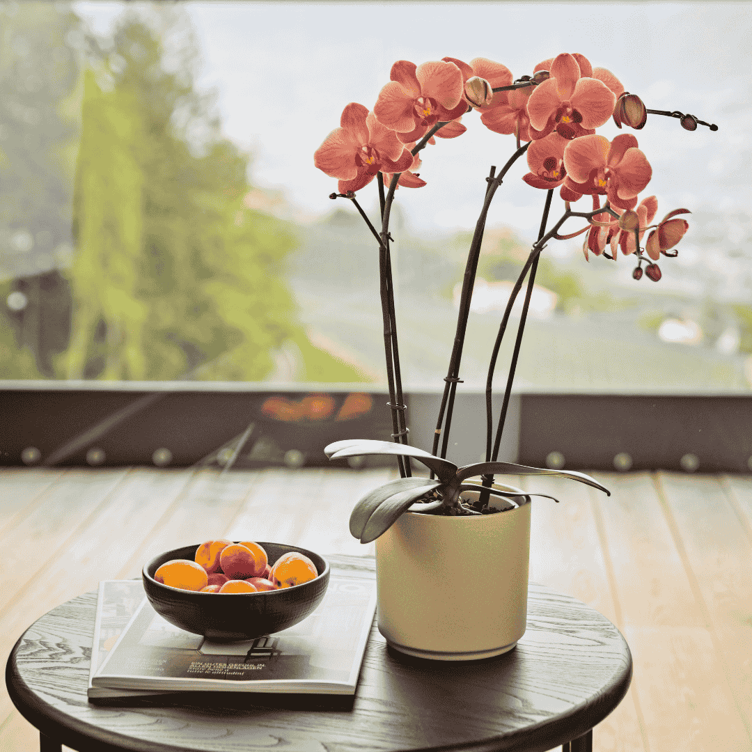Phalaenopsis Angela Ø12