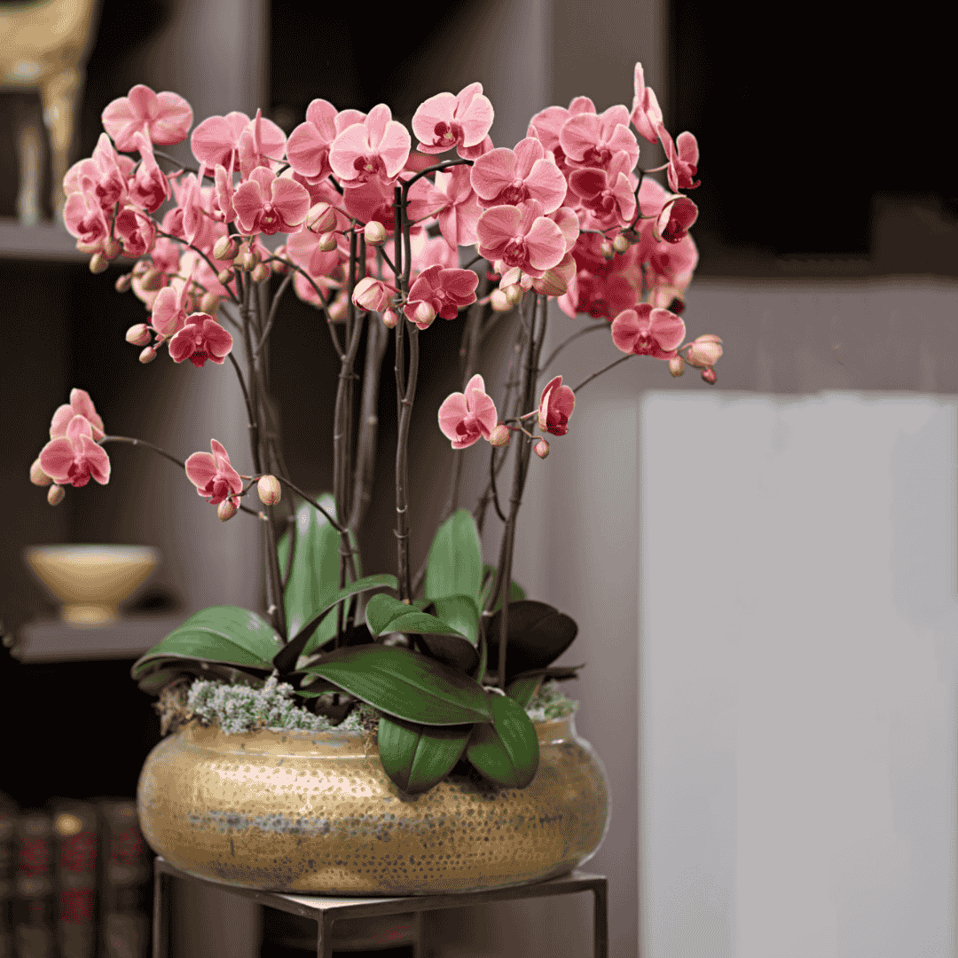 Phalaenopsis Angela Ø12
