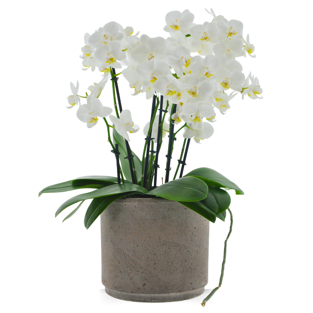 Phalaenopsis Mazzo di Fiori Ø14