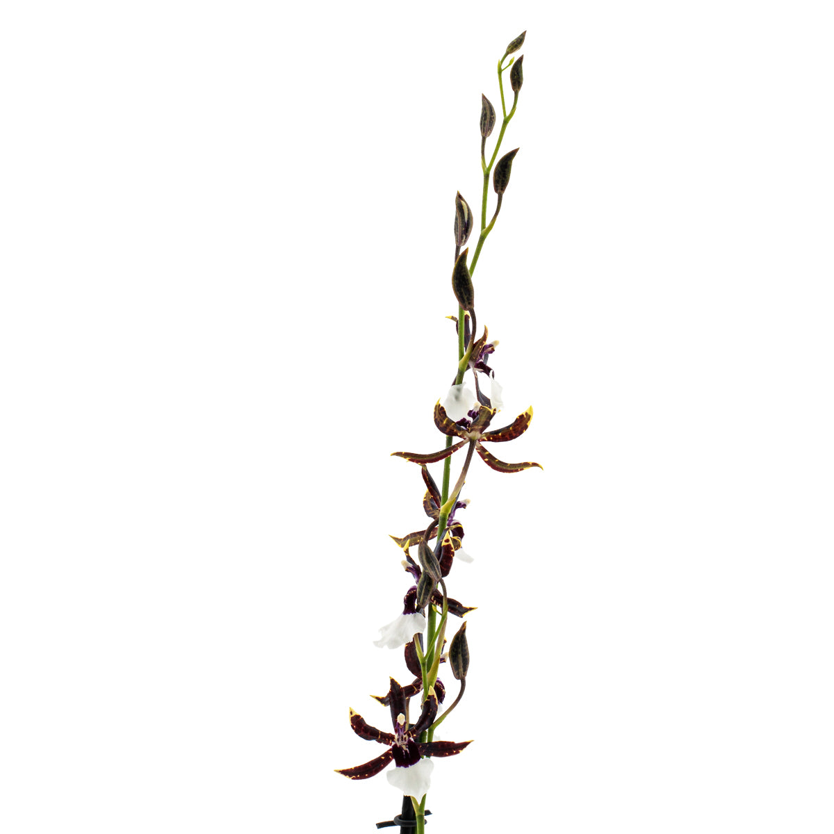Odontonia Samurai