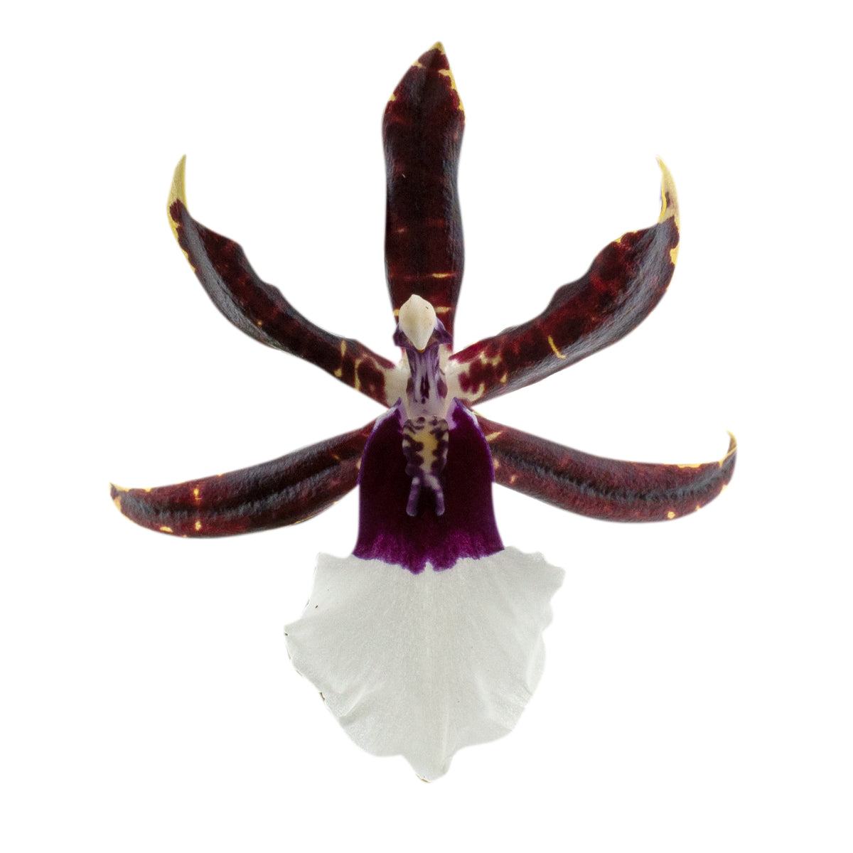 Odontonia Samurai