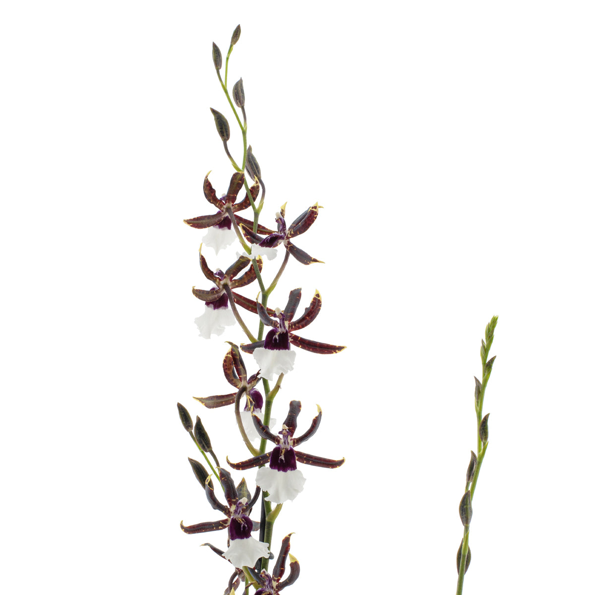 Odontonia Samurai