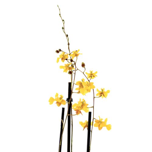 Oncidium Lemon Surprise