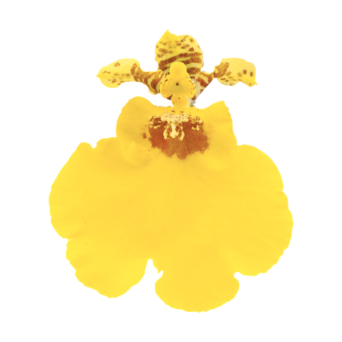 Oncidium Sweet Sugar