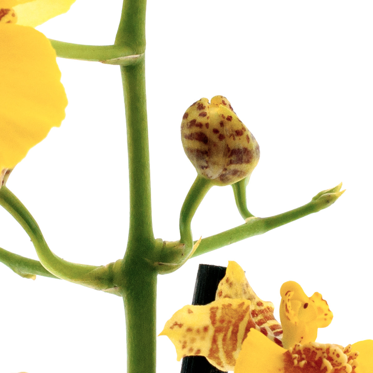 Oncidium Sweet Sugar
