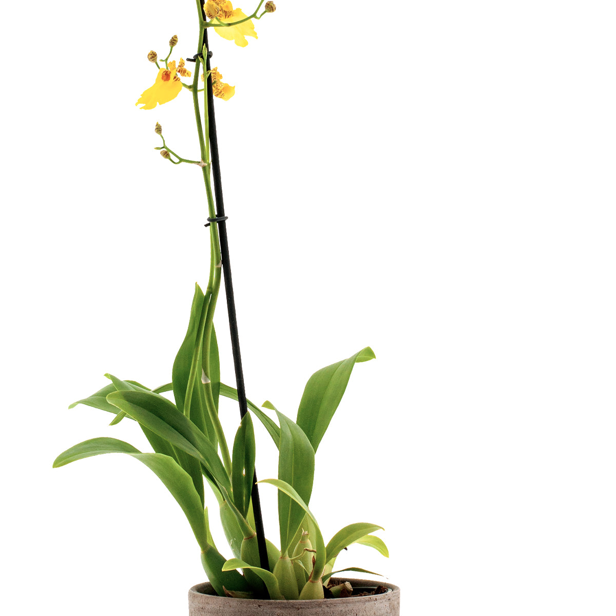 Oncidium Sweet Sugar