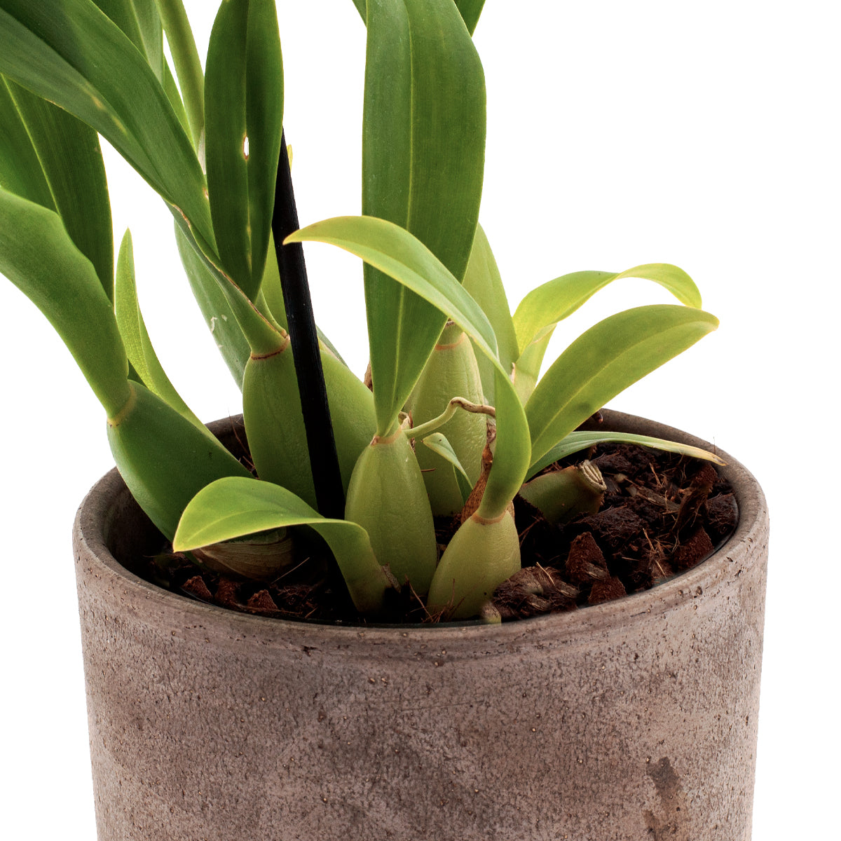 Oncidium Sweet Sugar