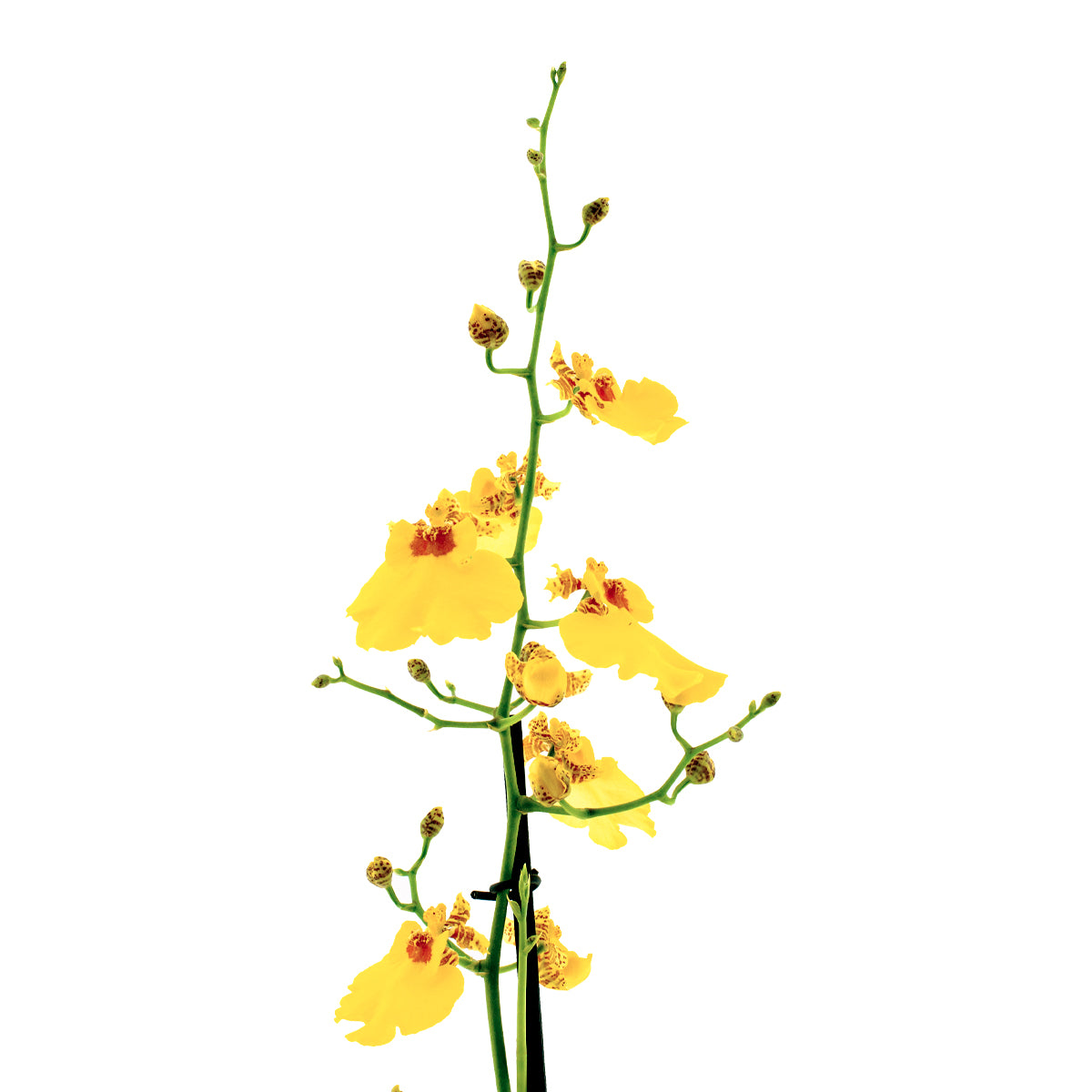 Oncidium Sweet Sugar