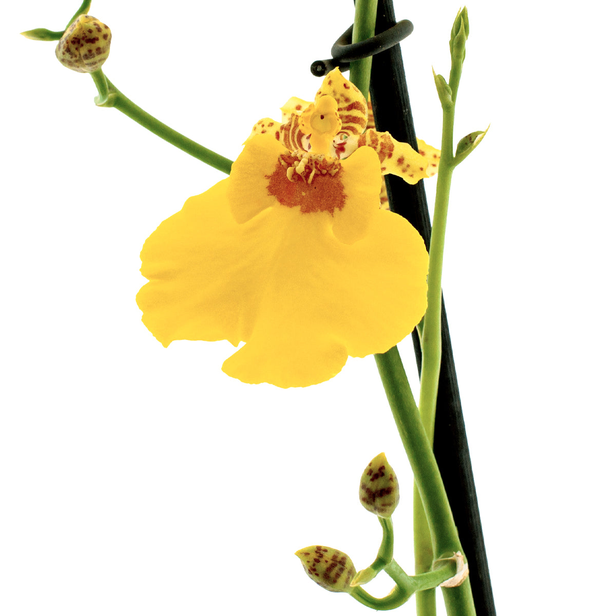 Oncidium Sweet Sugar