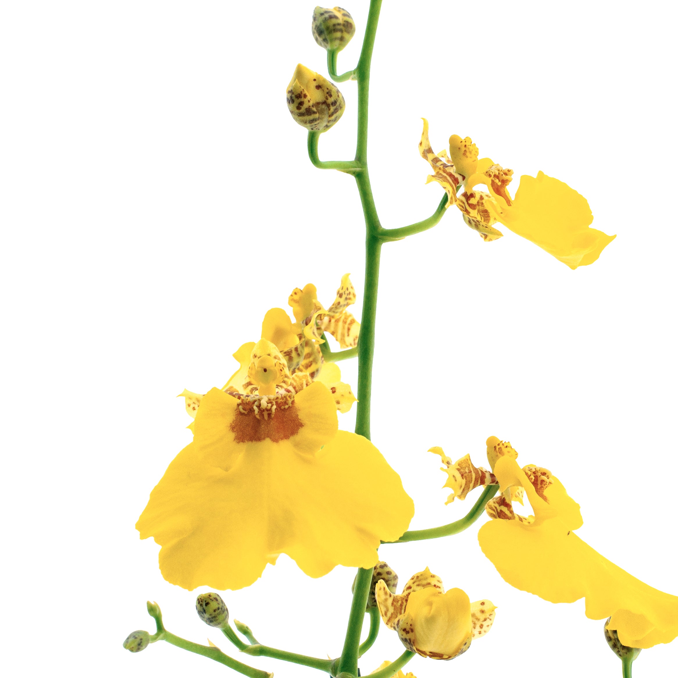 Oncidium Sweet Sugar