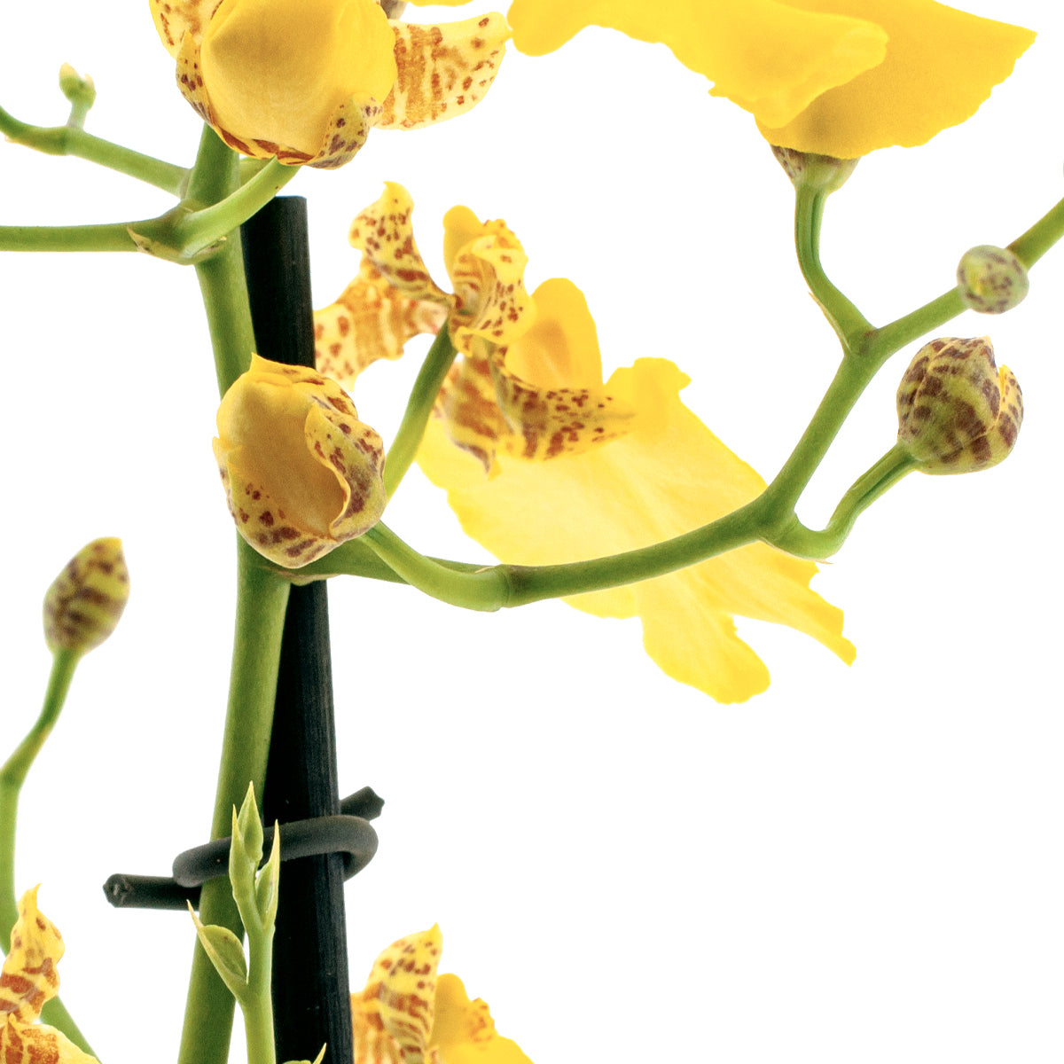 Oncidium Sweet Sugar