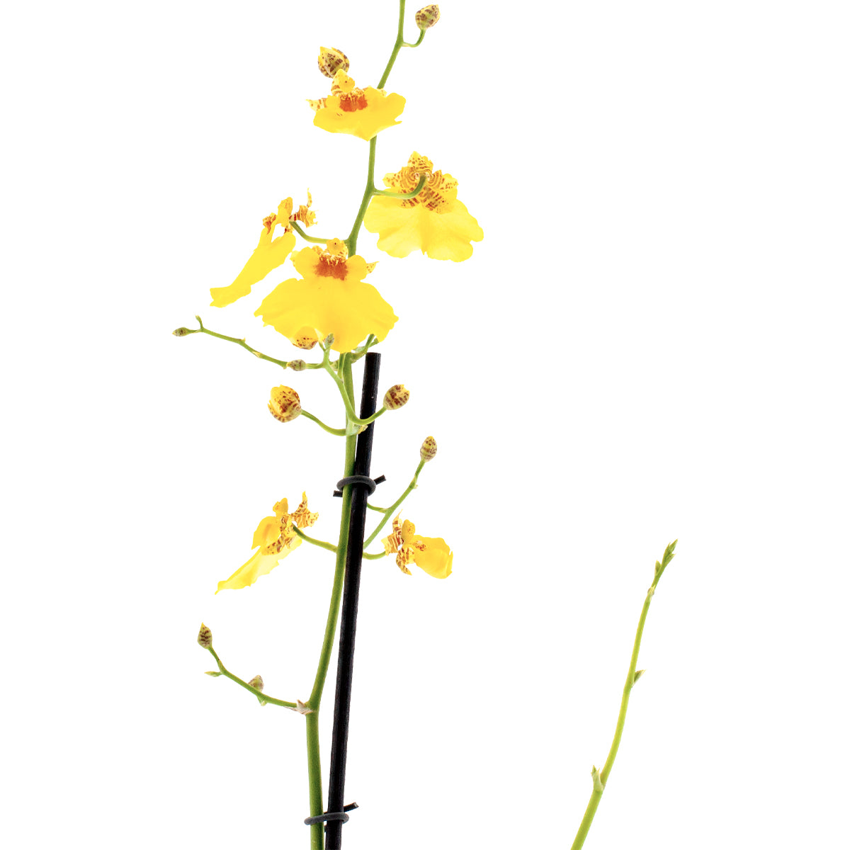 Oncidium Sweet Sugar