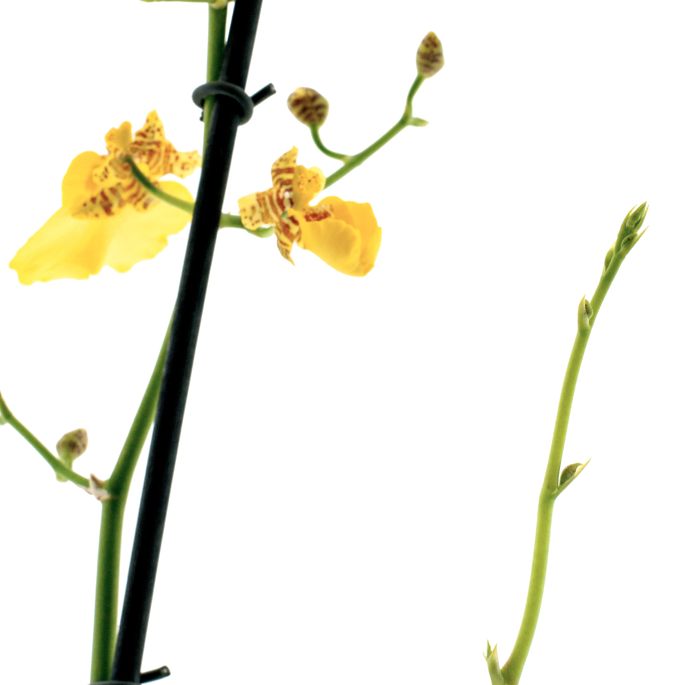 Oncidium Sweet Sugar