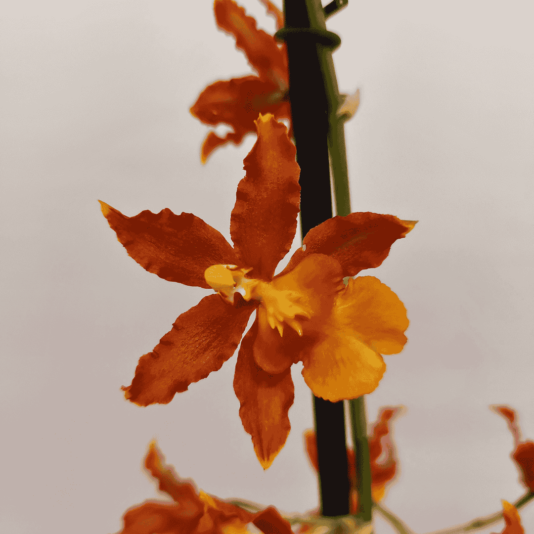 Odontocidium Catatante