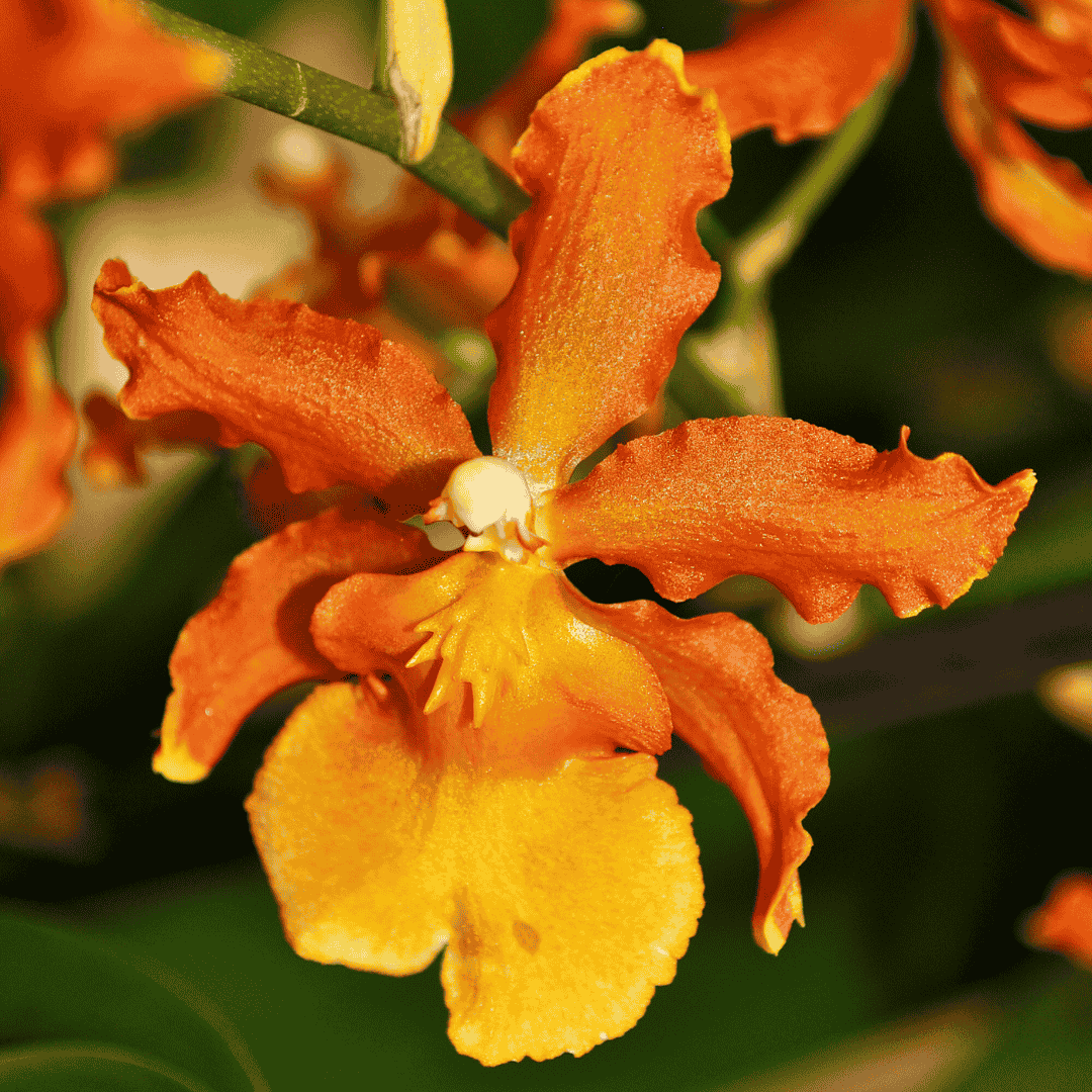 Odontocidium Catatante