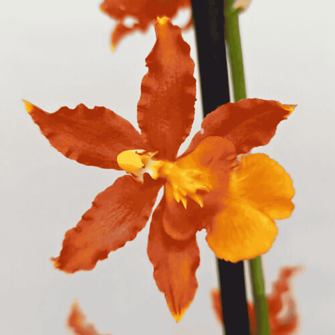 Odontocidium Catatante