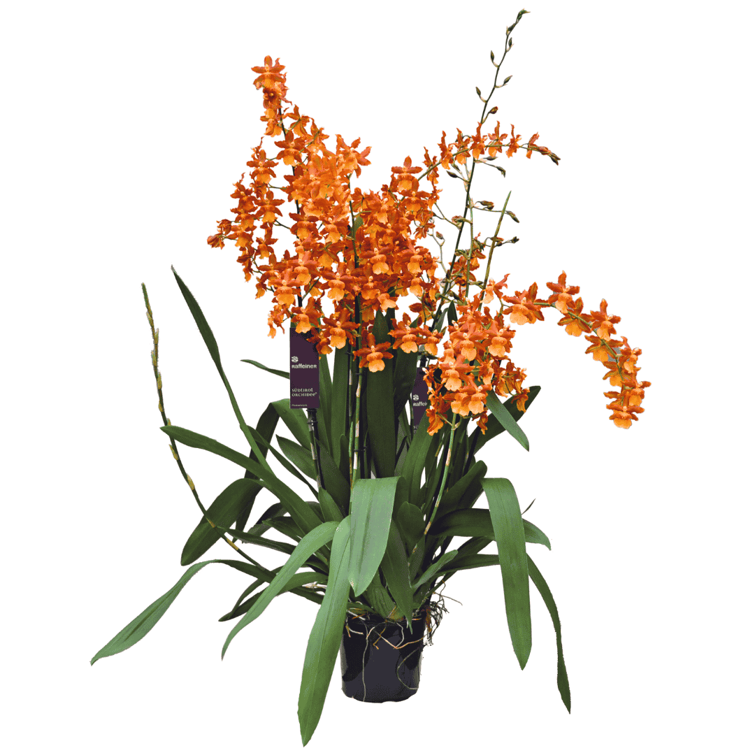 Odontocidium Catatante