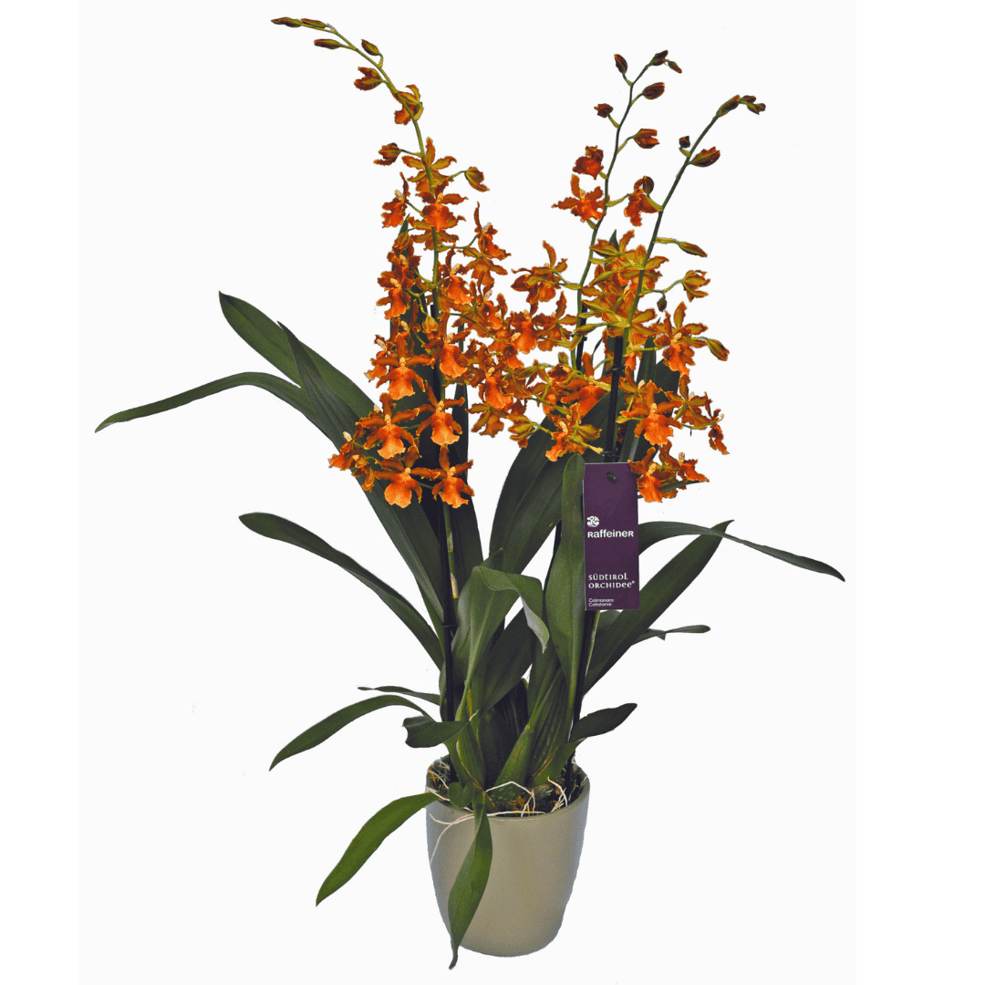 Odontocidium Catatante