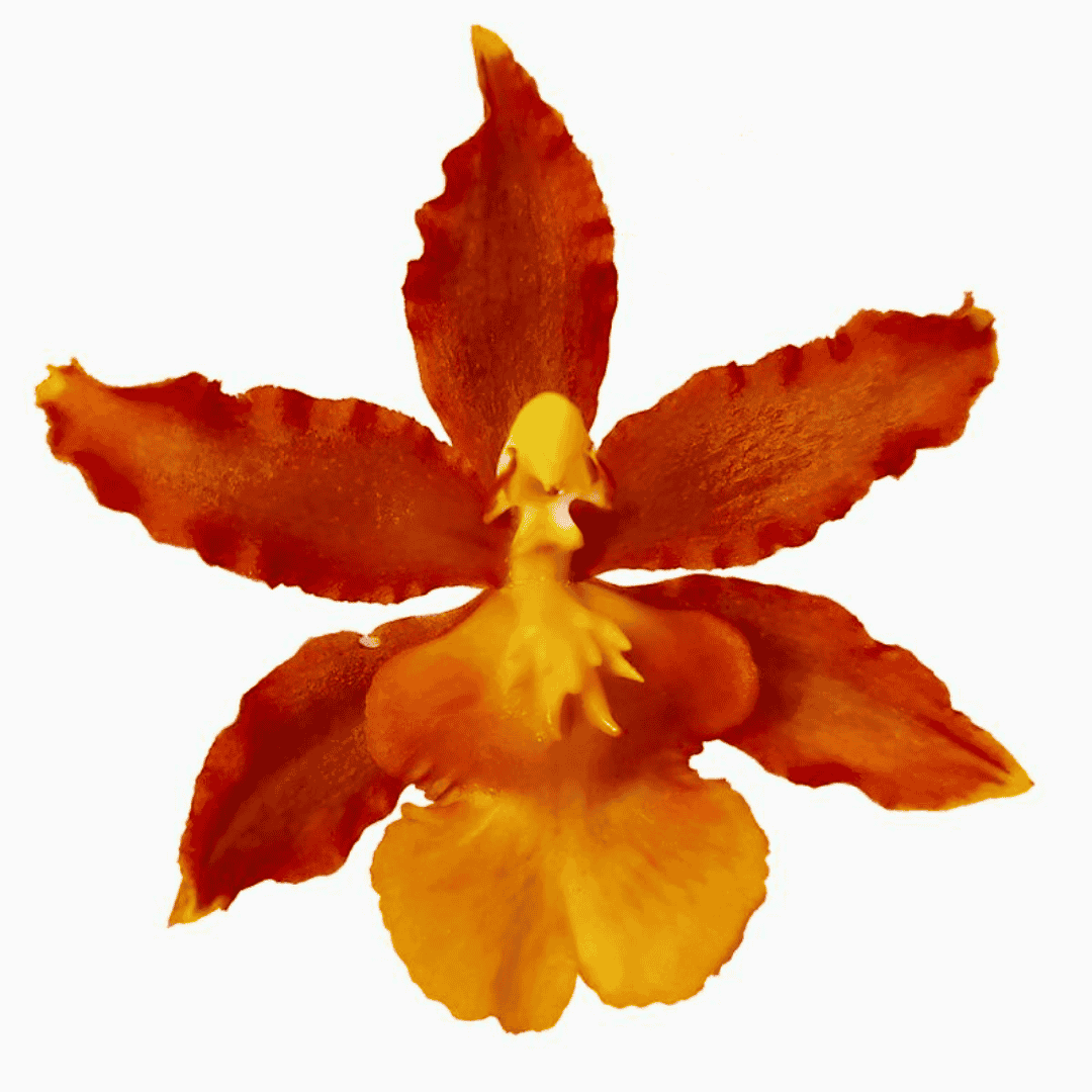 Odontocidium Catatante