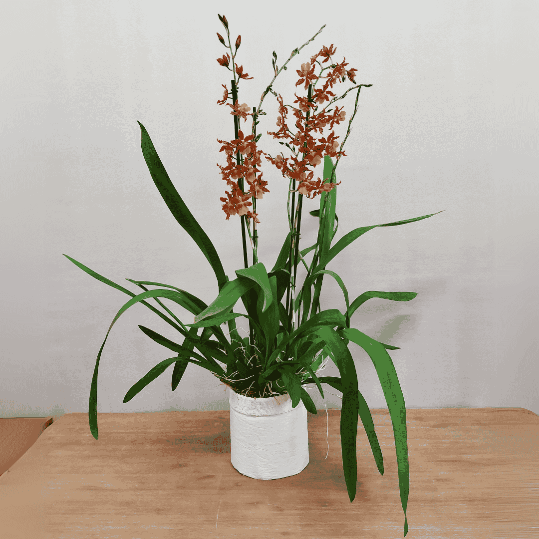 Odontocidium Catatante