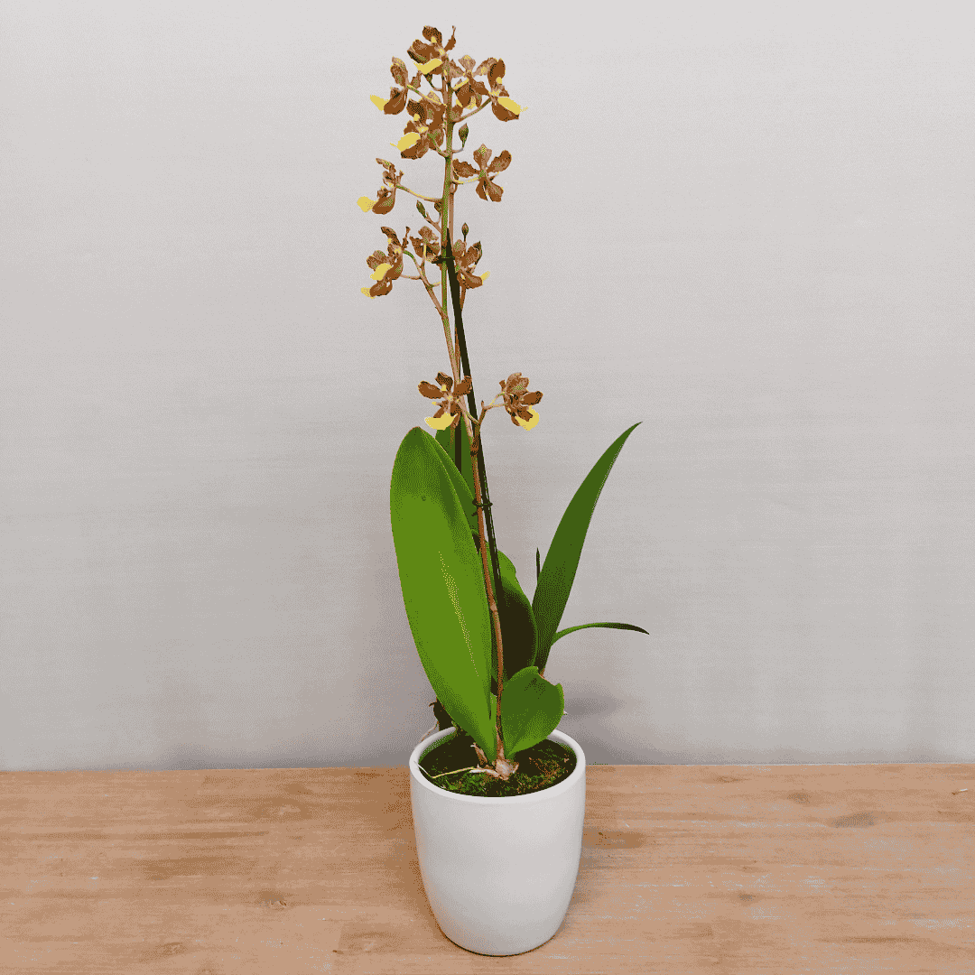 Oncidium Bicolor Lena