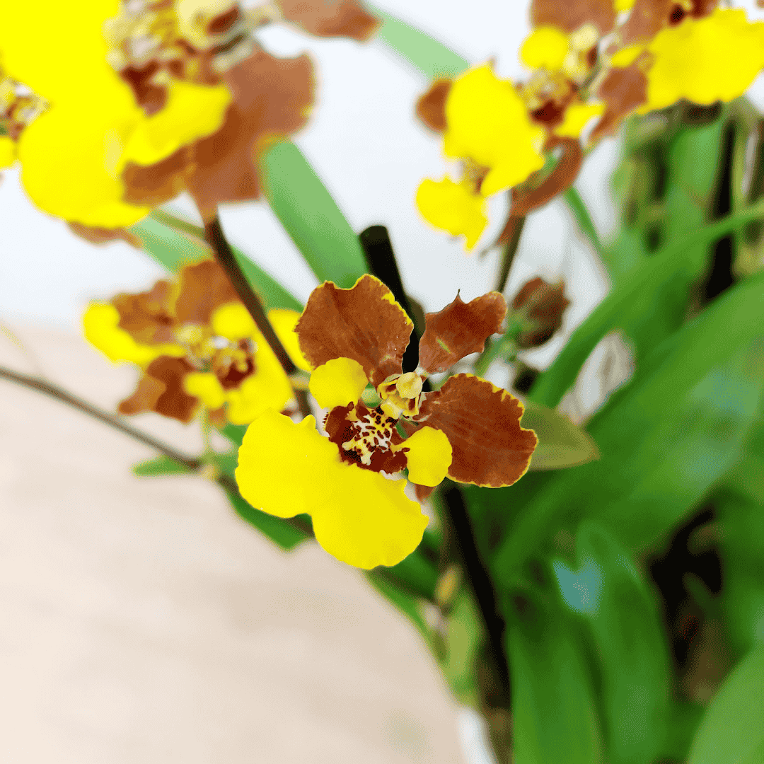 Oncidium Croesus
