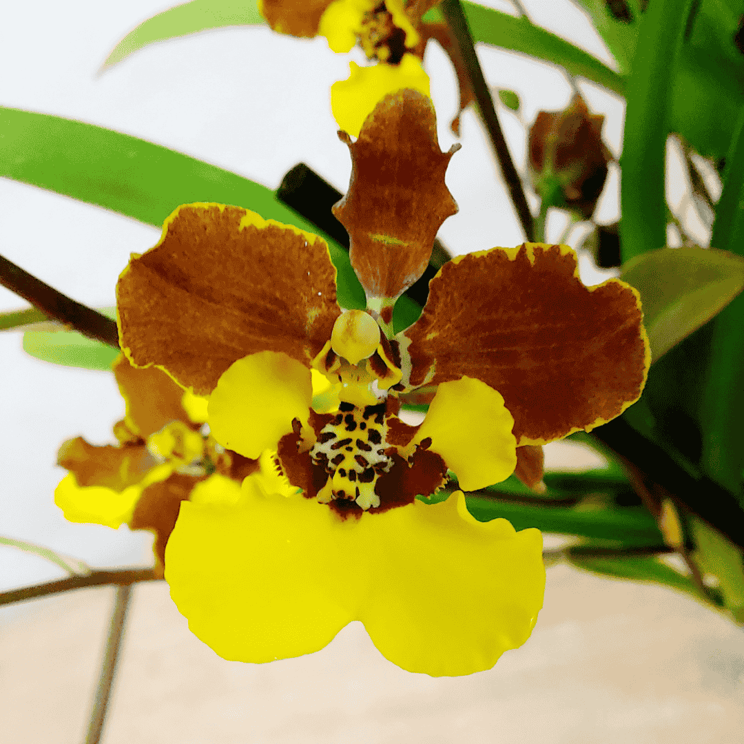 Oncidium Croesus