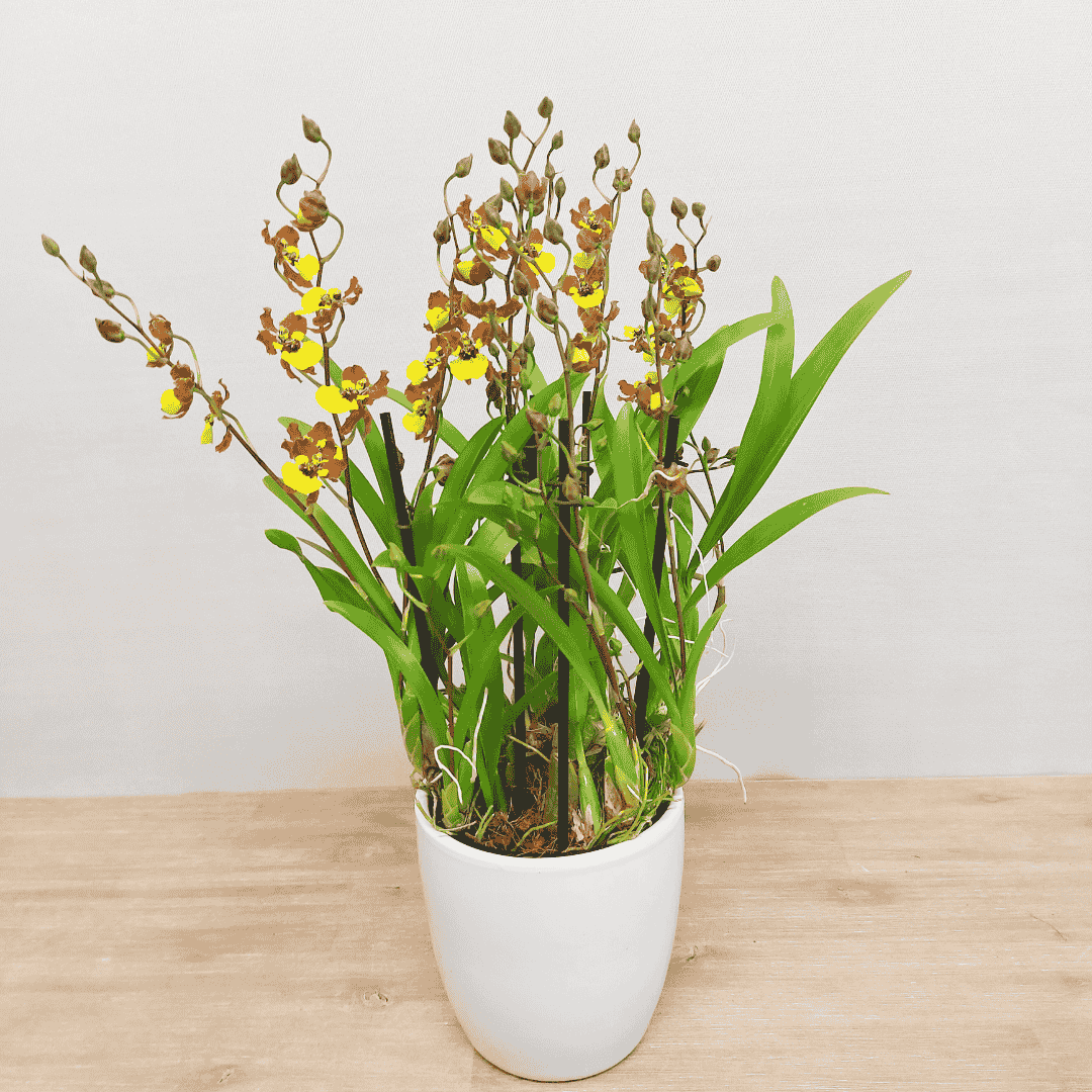 Oncidium Croesus