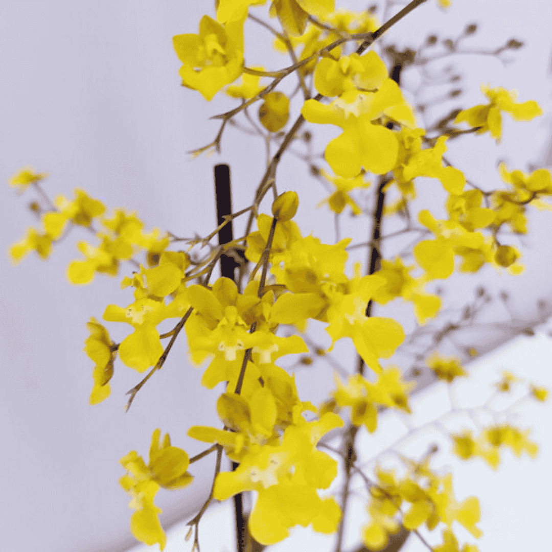 Oncidium Lemon Surprise