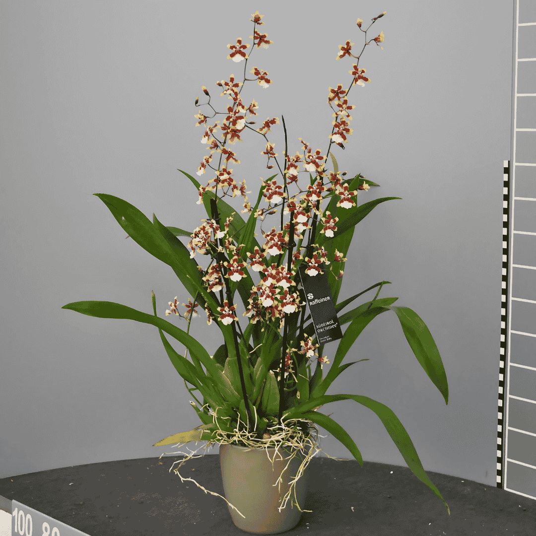 Oncidium Sharry Baby