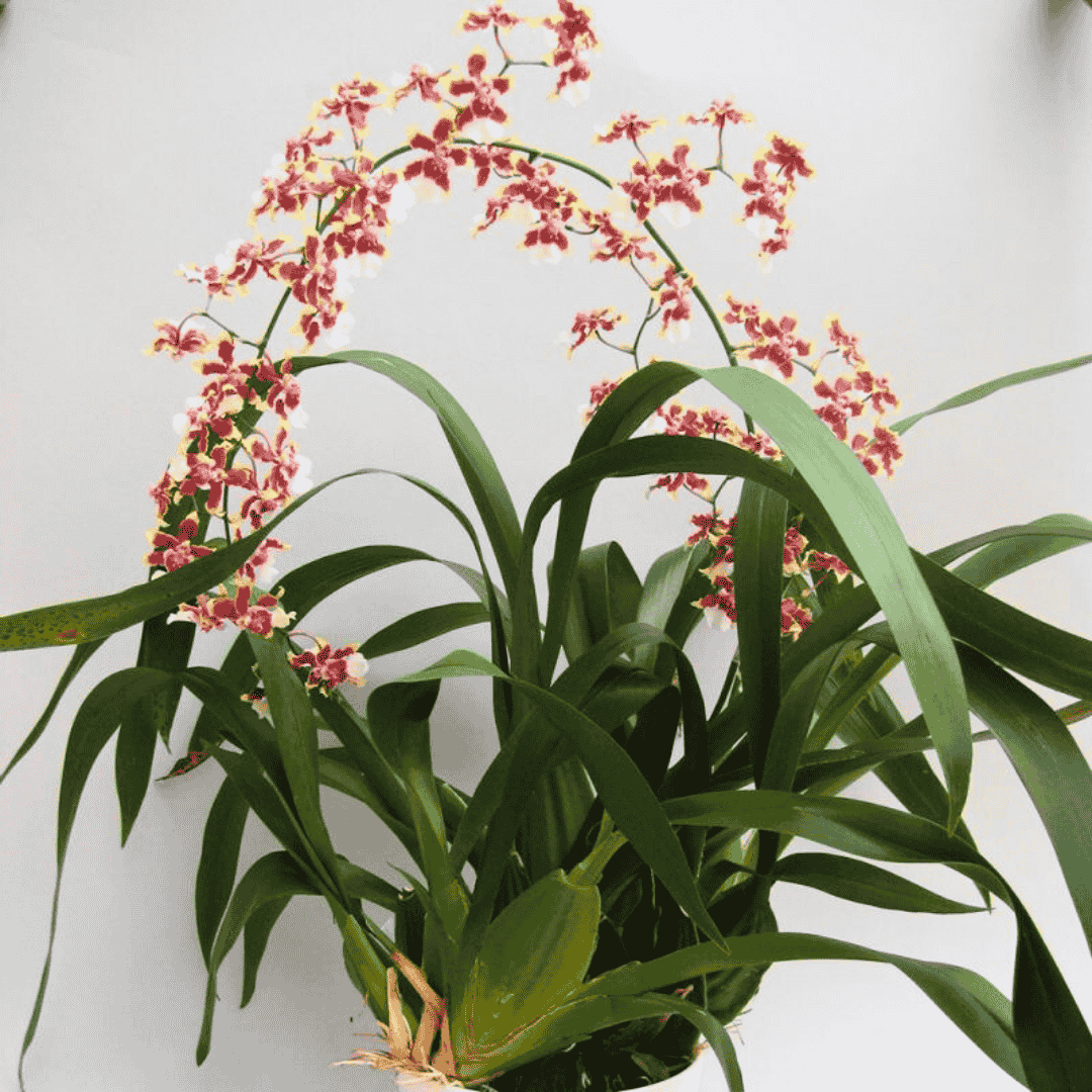 Oncidium Sharry Baby