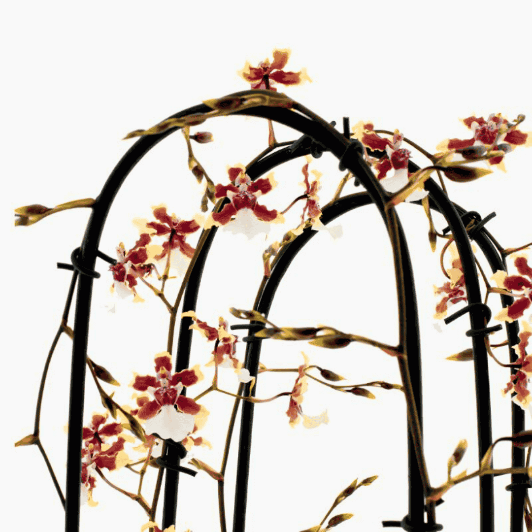 Oncidium Sharry Baby