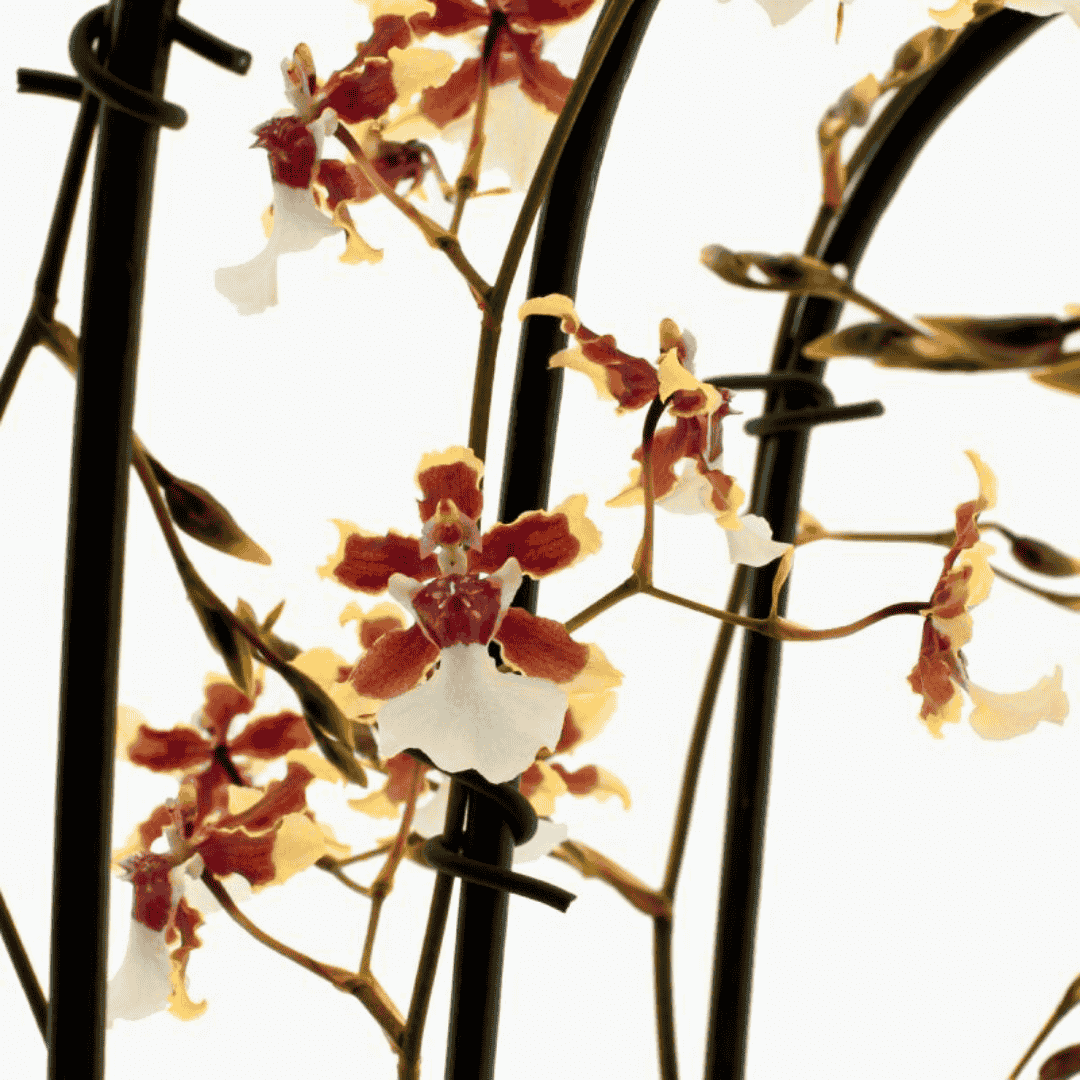 Oncidium Sharry Baby