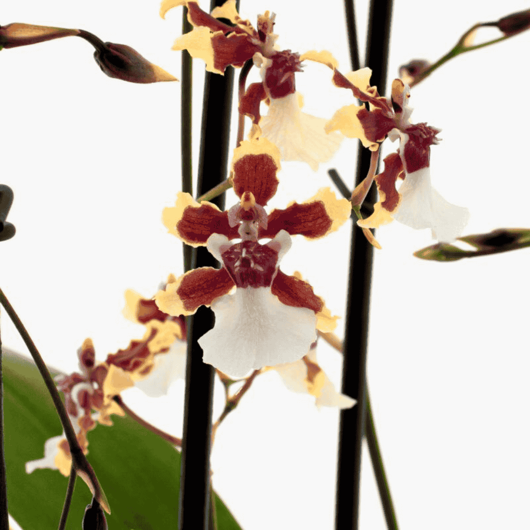 Oncidium Sharry Baby