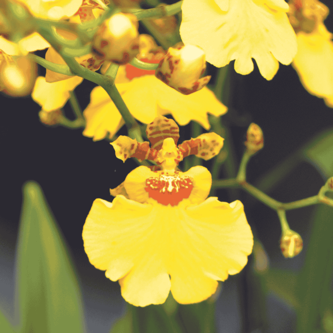 Oncidium Sweet Sugar