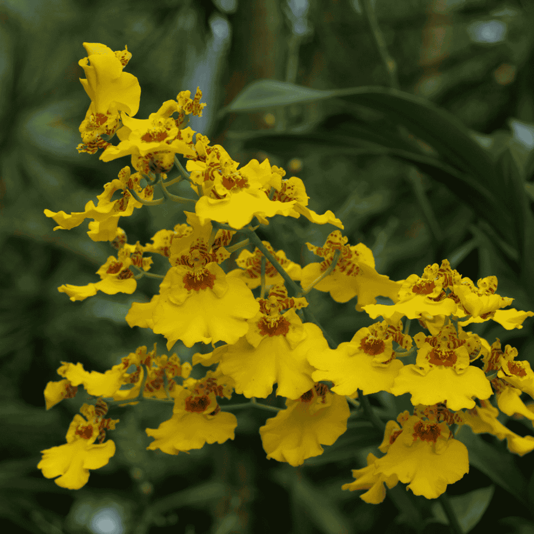 Oncidium Sweet Sugar