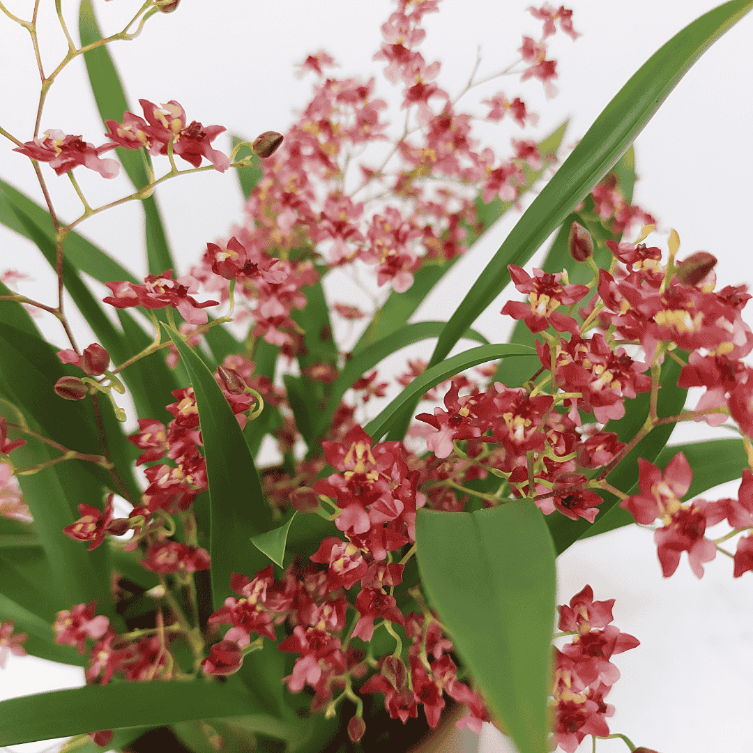 Oncidium Twinkle Rosso Ø14