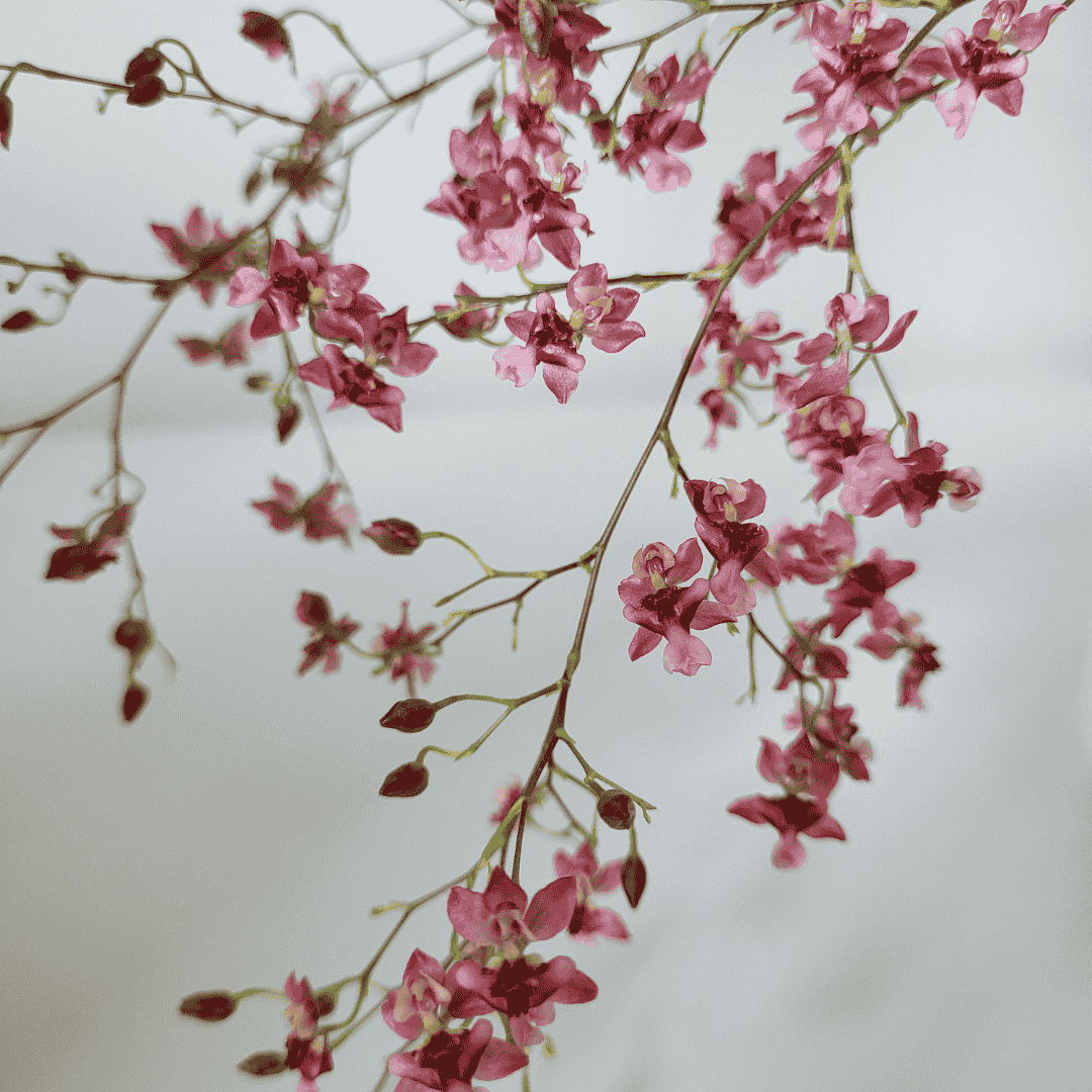 Oncidium Twinkle Rosso Ø14