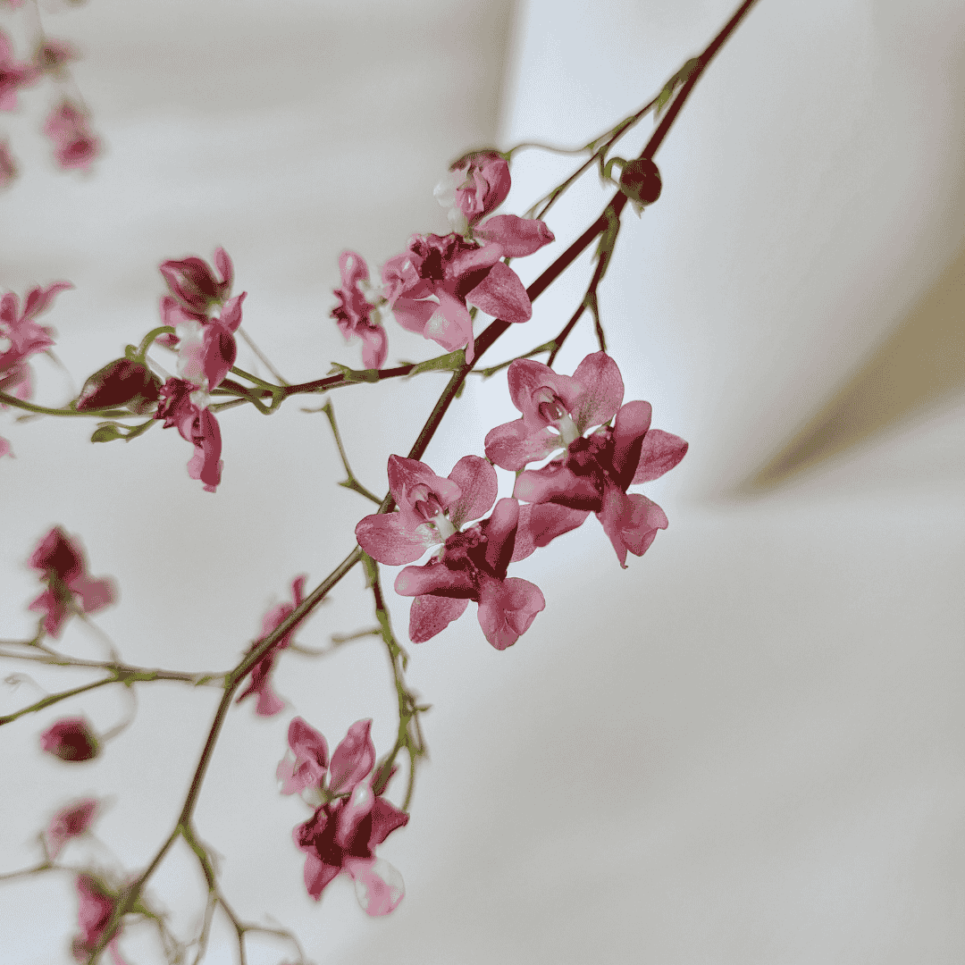 Oncidium Twinkle Rosso Ø14